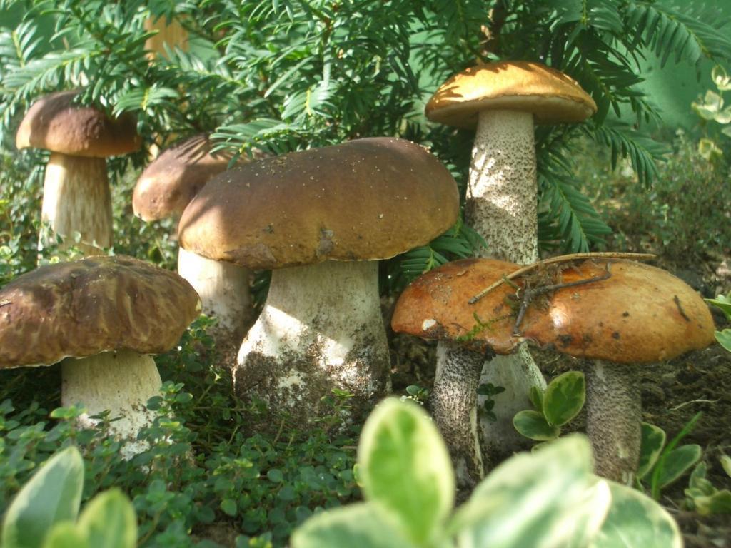 Huette Ziogeliai